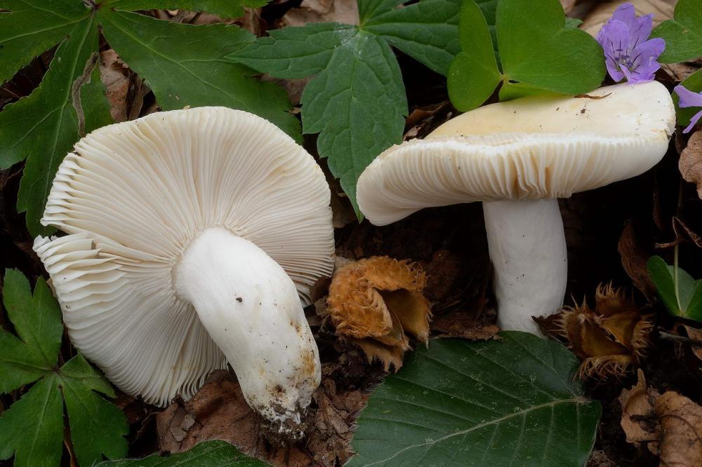 Russula faustiana0002.jpg