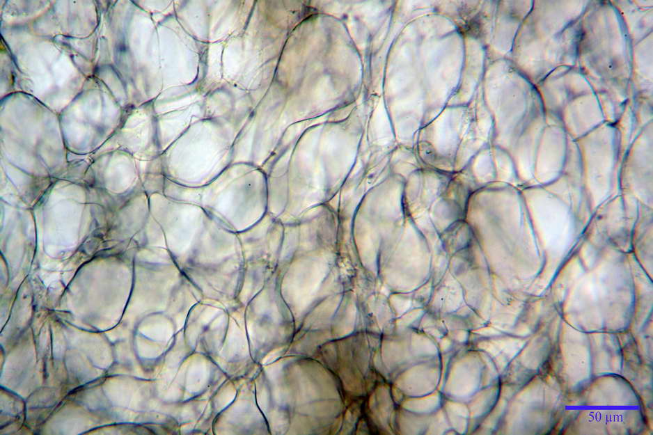 peziza badioides 4670 12.jpg