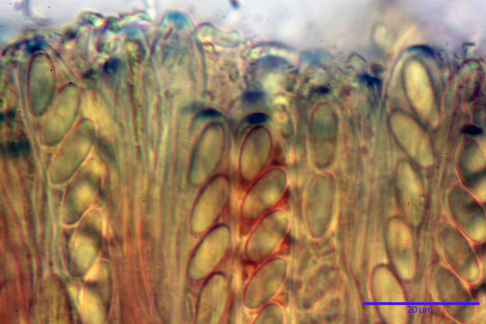 Podophacidium xanthomelum 7945 44_resize.JPG