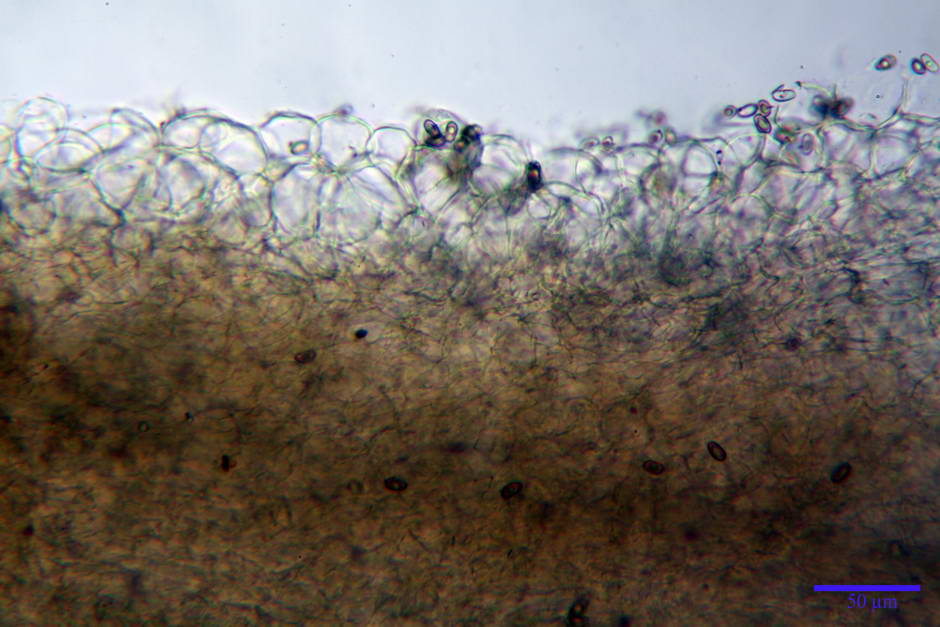 psathyrella 06.jpg