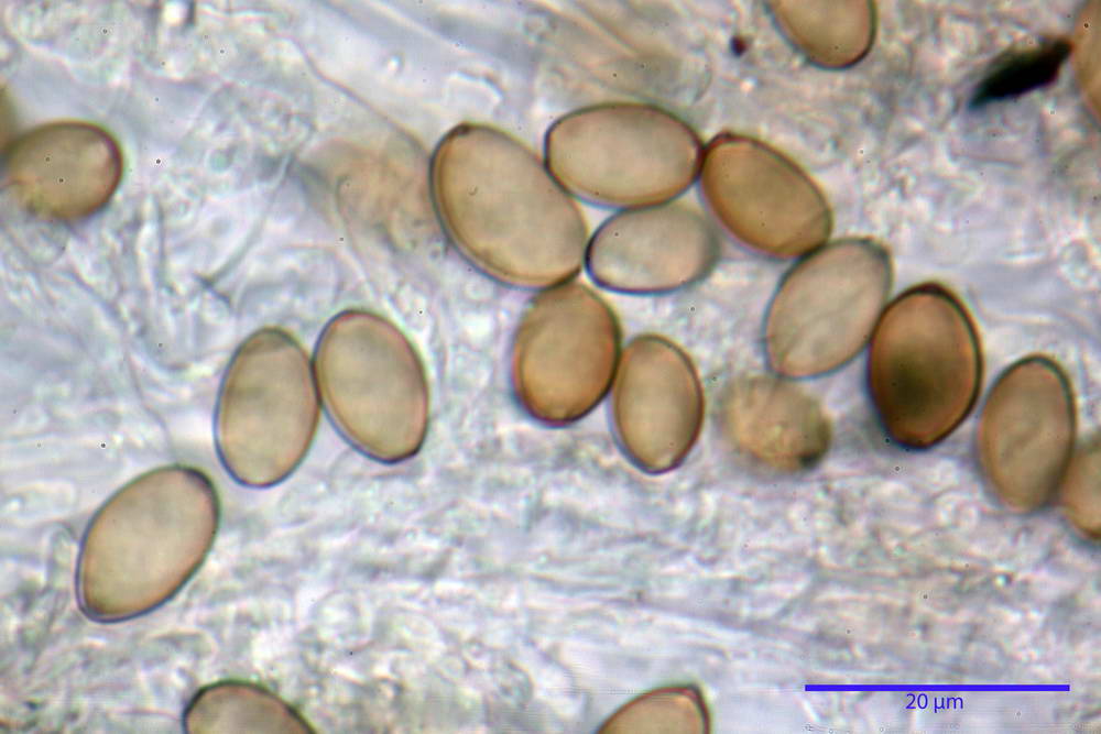 agrocybe 34.jpg