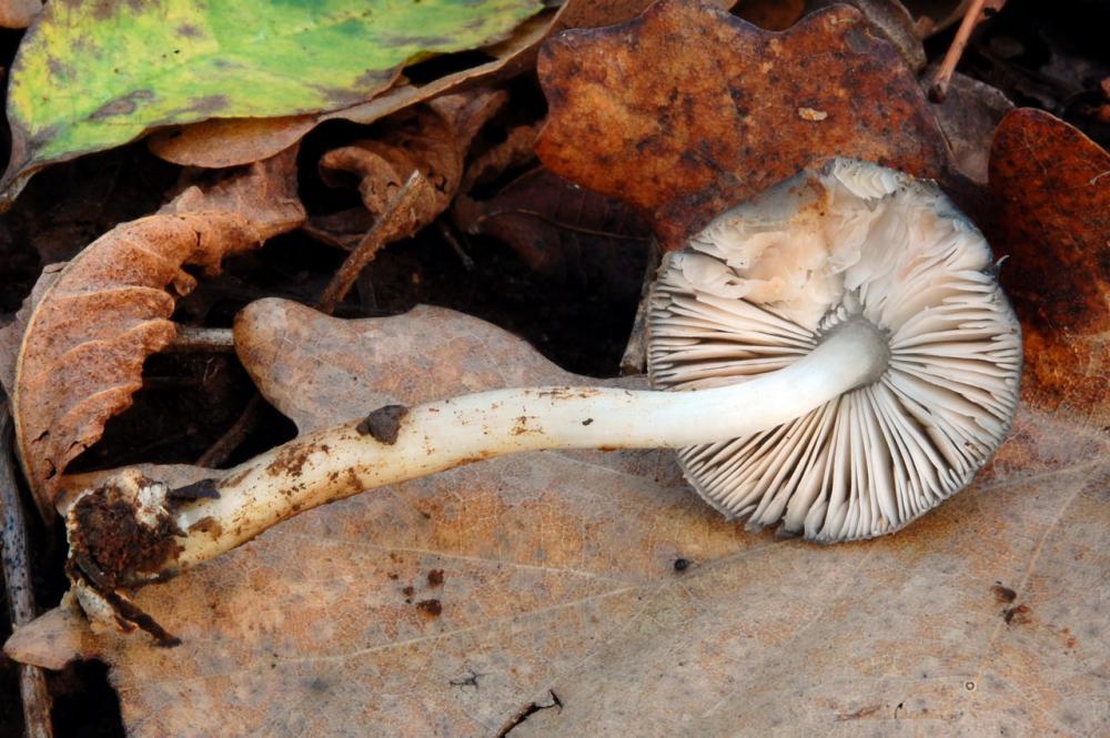 Pluteus salicinus 6570_2.JPG