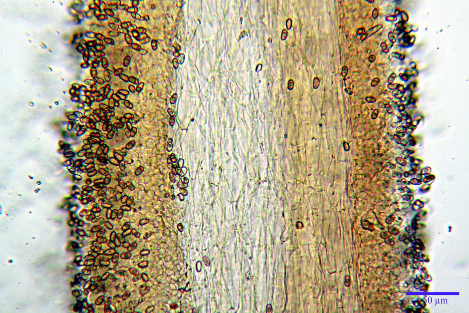 psathyrella 32.jpg