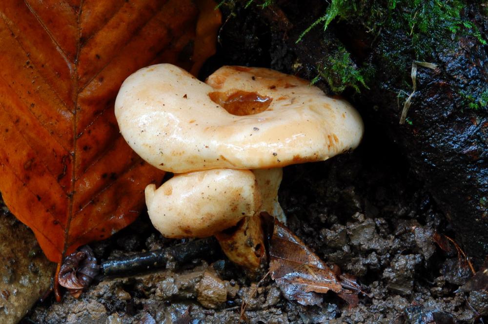 Lactarius pallidus 6569_3.JPG