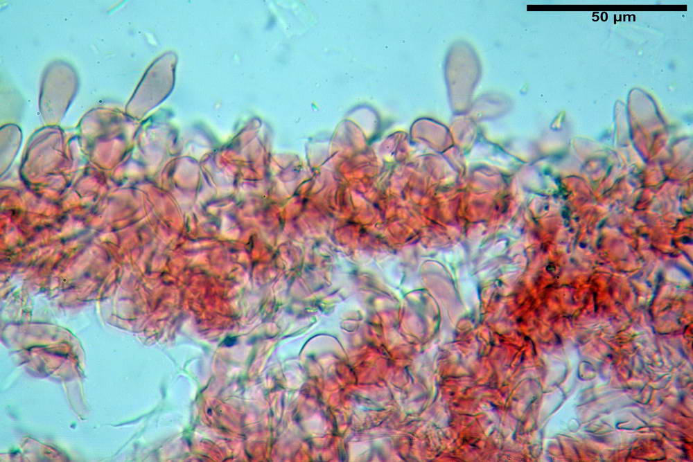 agrocybe cylindracea 5061 12_resize.jpg