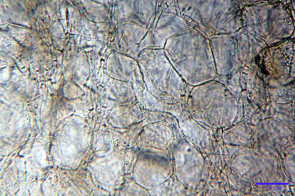 peziza lobulata 5035 10.jpg