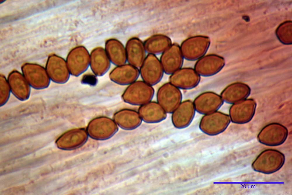 conocybe antipus 4921 29.jpg