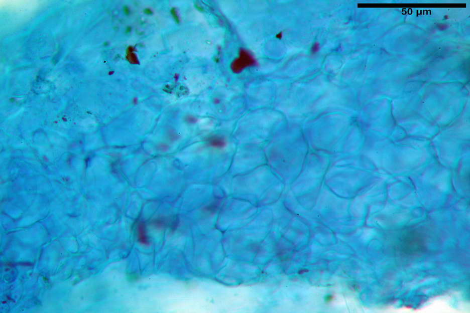 peziza subviolacea 4827 14.jpg