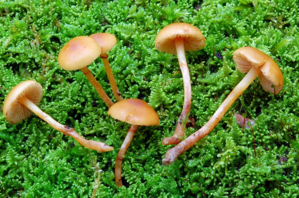 Galerina marginata 6558_2.JPG