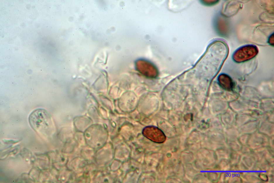 Psathyrella 29.jpg