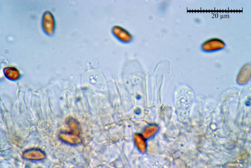 conocybe panaeoloides Basidi 39.jpg