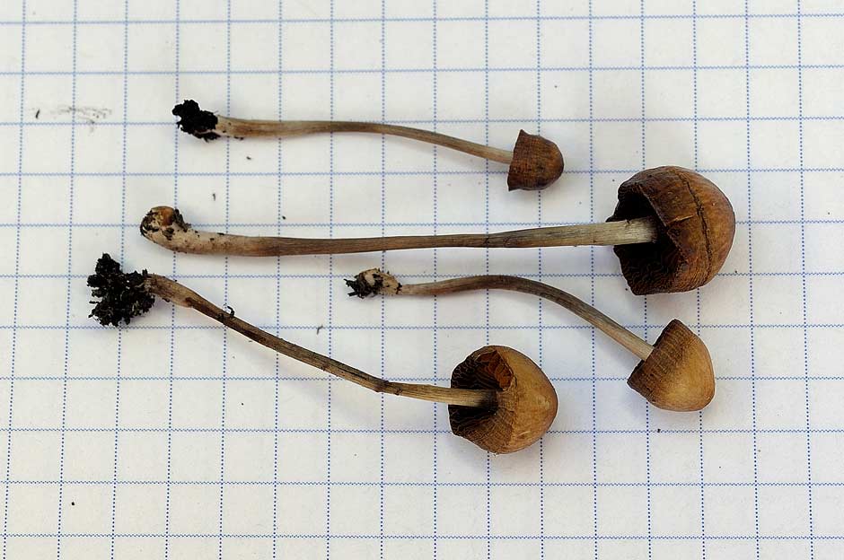 conocybe velutinomarginata 4830 05.jpg