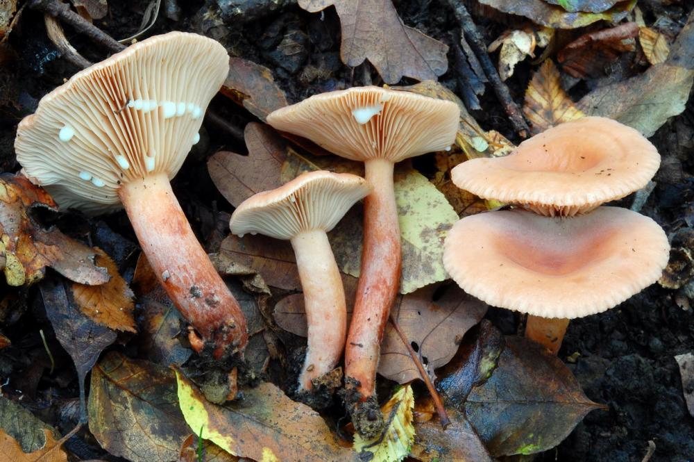 Lactarius decipiens 6526_1.JPG