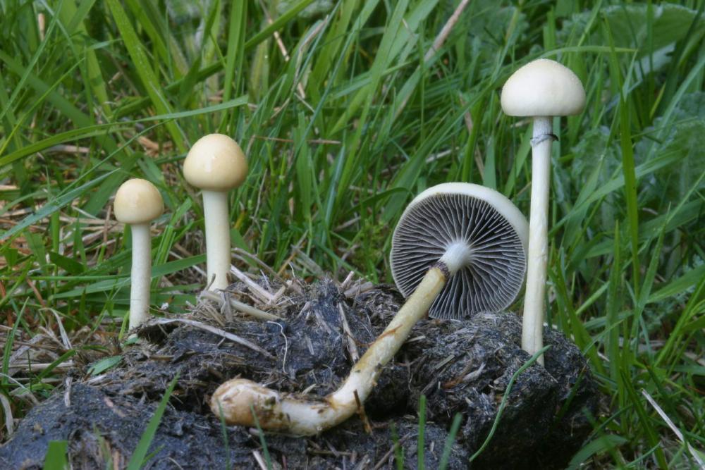 stropharia dorsipora.jpg