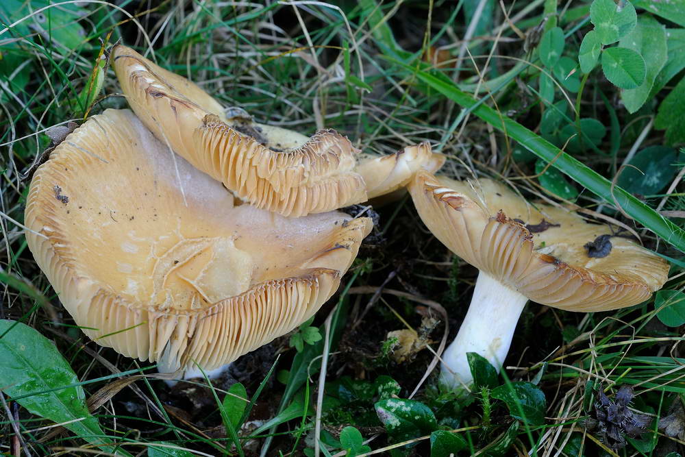 russula farinipes 5001 02.jpg