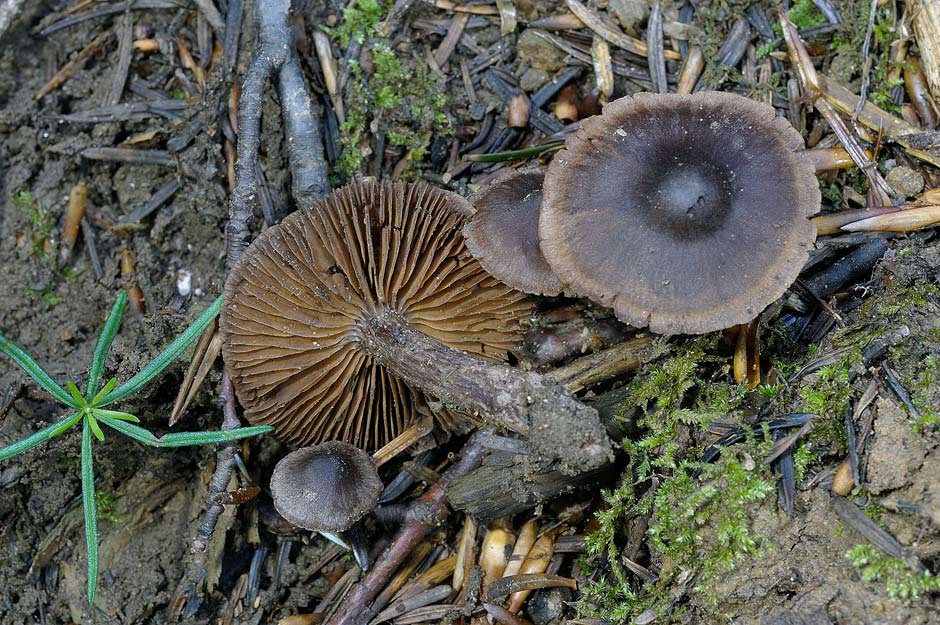 cortinarius vernus 4683 02.jpg