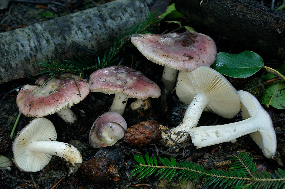 russula cavipes 4648 02.jpg