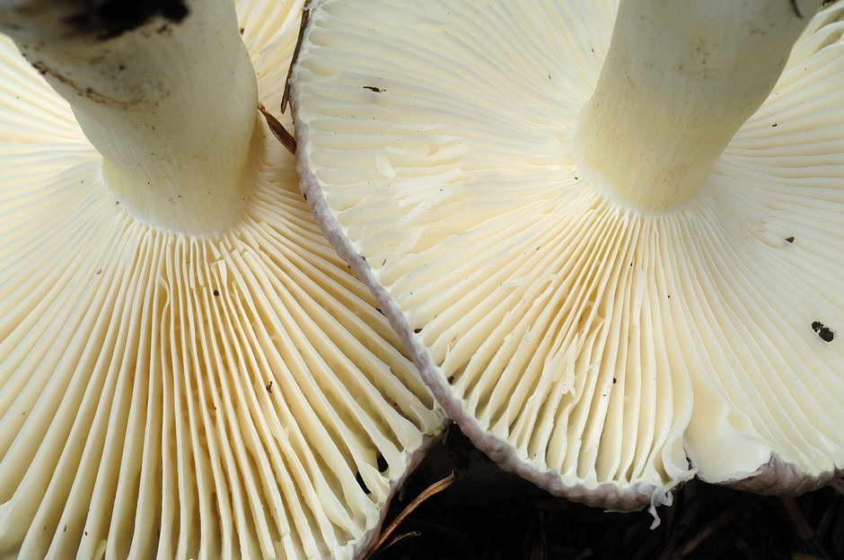 russula 05.jpg