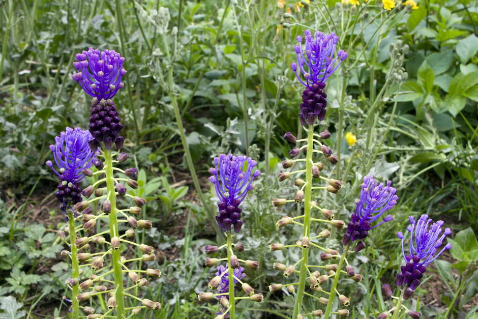 Muscari comosum 02.jpg