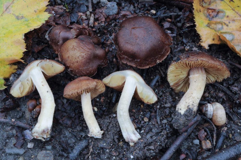 Inocybe phaeoleuca 7440 02.JPG