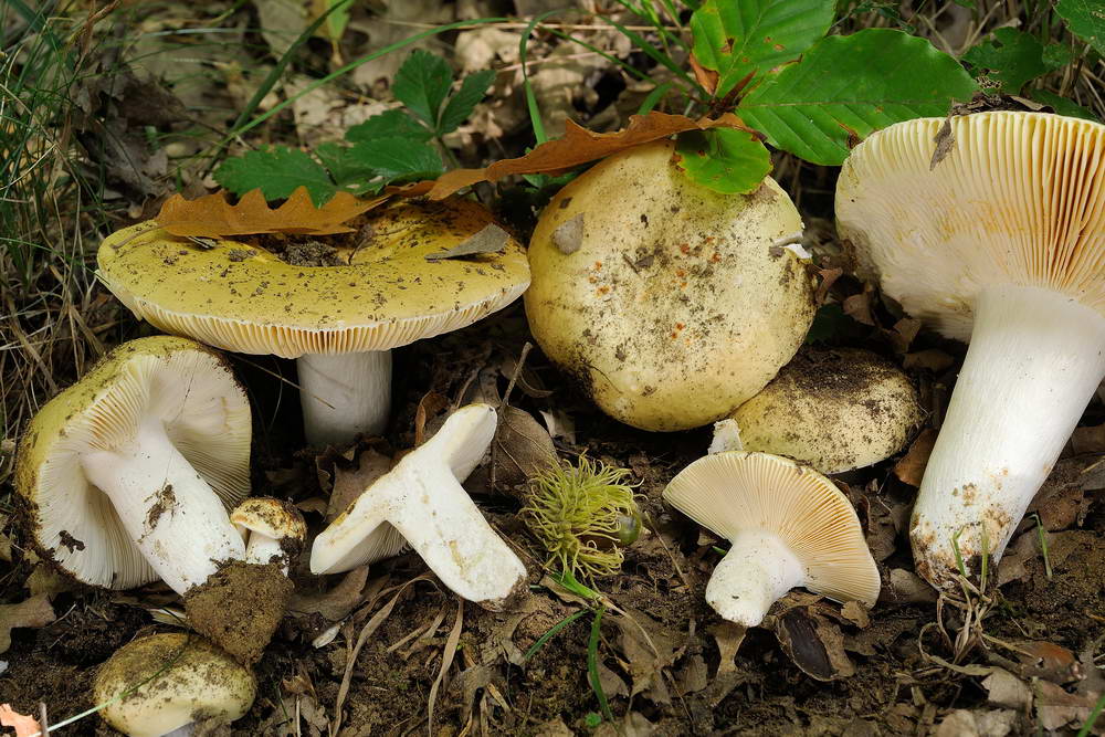 russula vinosobrunnea var  paraolivacea 02.jpg