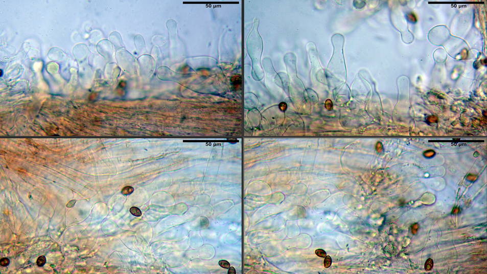 Galerina pruinatipes 13.jpg