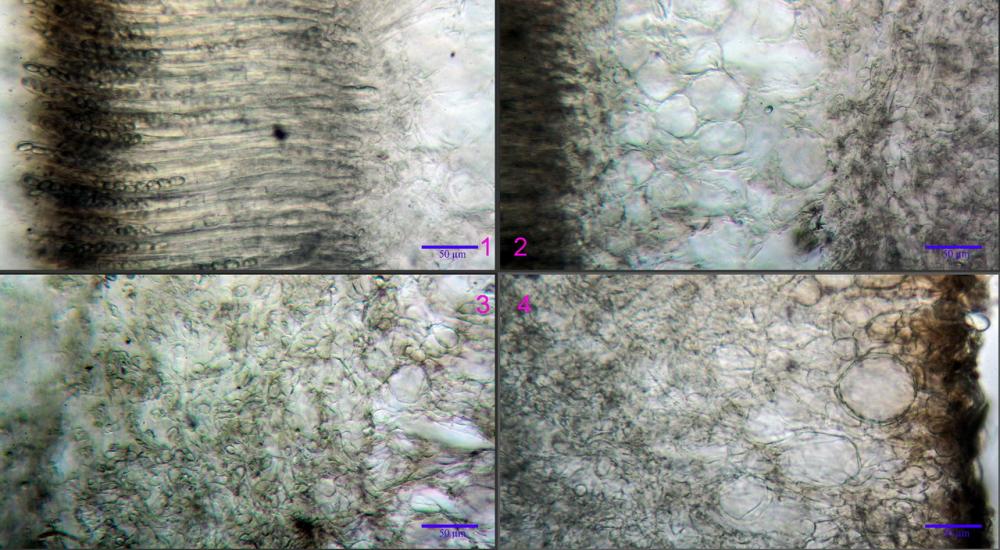 Peziza petersii 04_resize.jpg