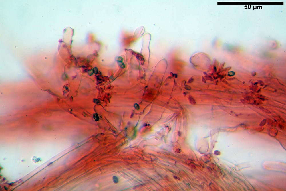 psathyrella hydrophila 48.jpg