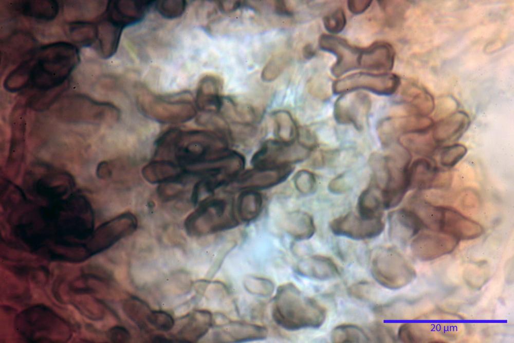 Podophacidium xanthomelum 7945 22_resize.JPG