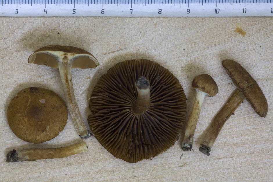 inocybe dulcamara fo peronata 4847 04.jpg