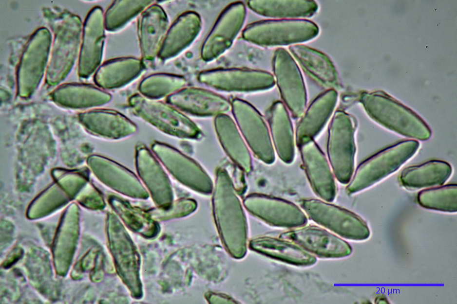 hysterangium 25.jpg