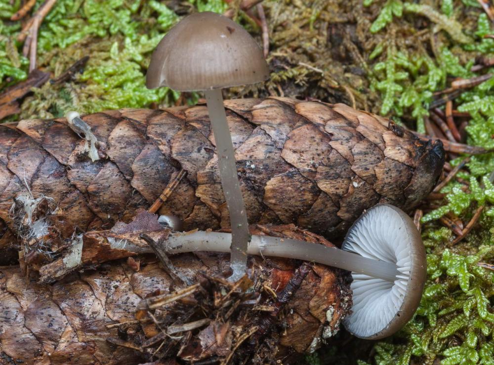 Mycena strobilicola 14.jpg