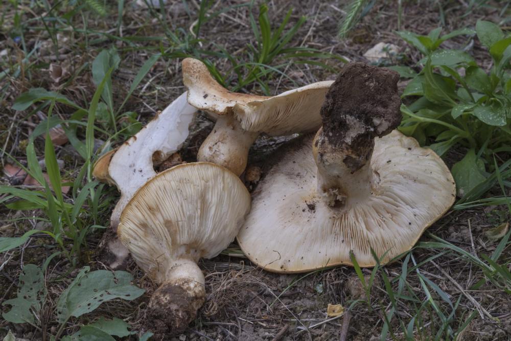 leucopaxillus macrocephalus 5207 03_resize.jpg