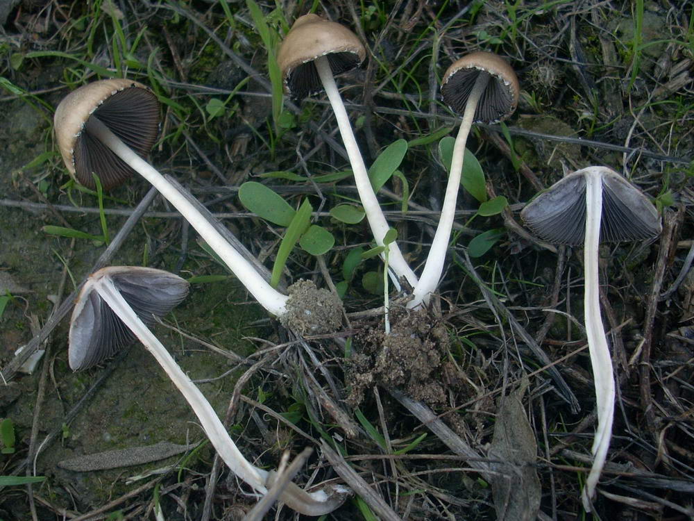 panaeolus 13120400_resize.jpg