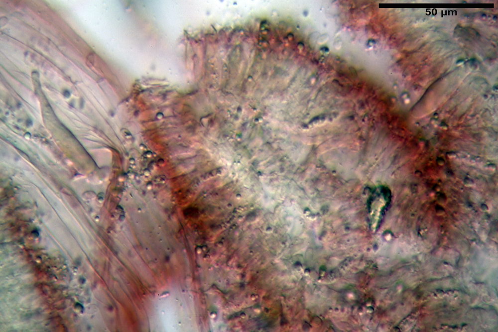 tricholomopsis rutilans 5163 08_resize.jpg