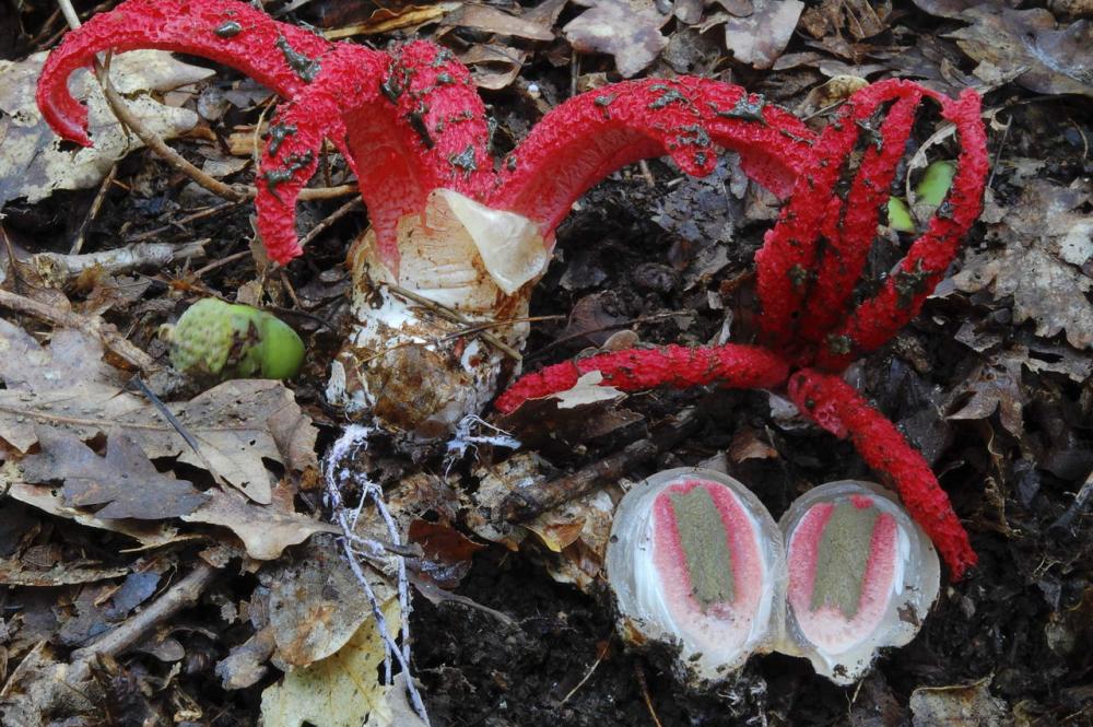 Clathrus archerii .JPG