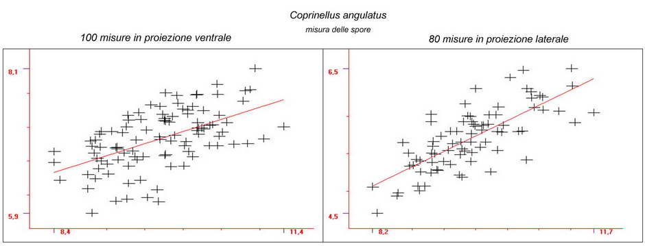 coprinellus angulatus 4817 50.jpg