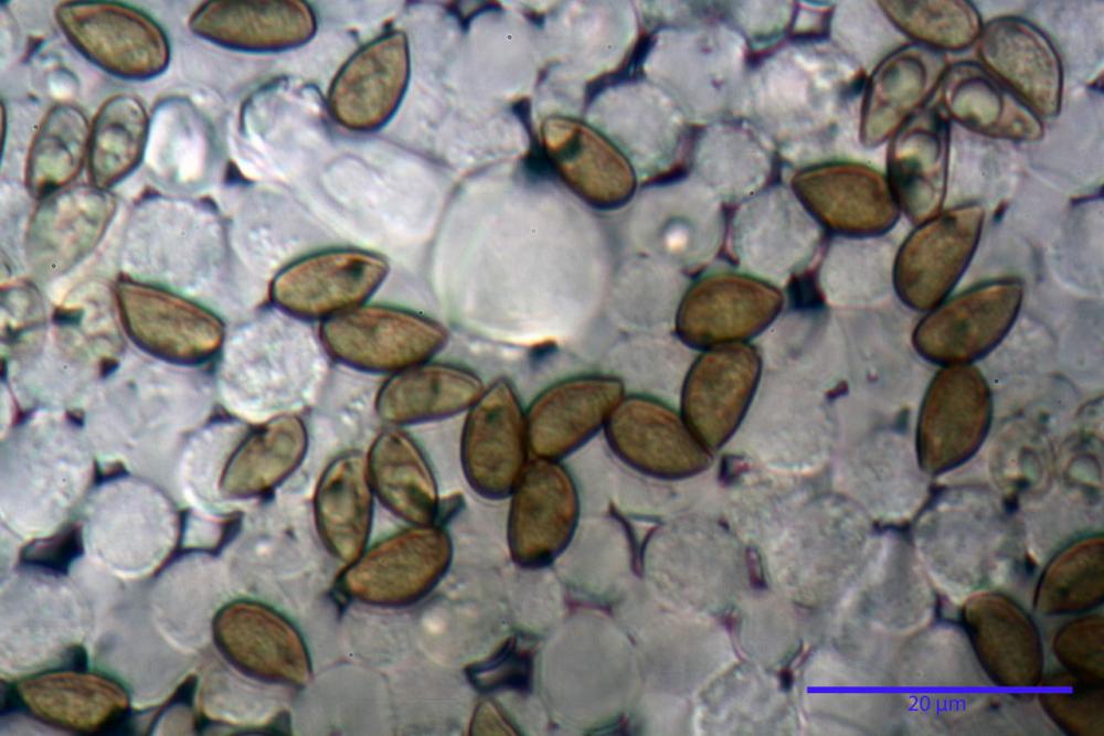 Inocybe phaeodisca var geophylloides 5226 28.jpg