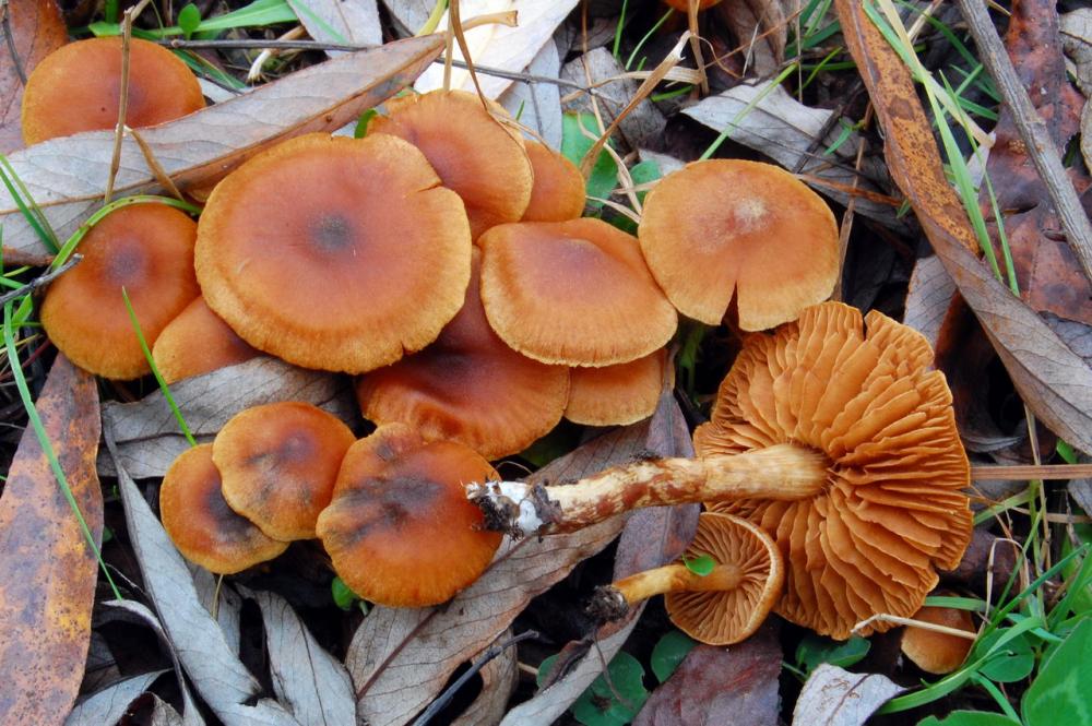 Cortinarius saniosus 6517_2.JPG