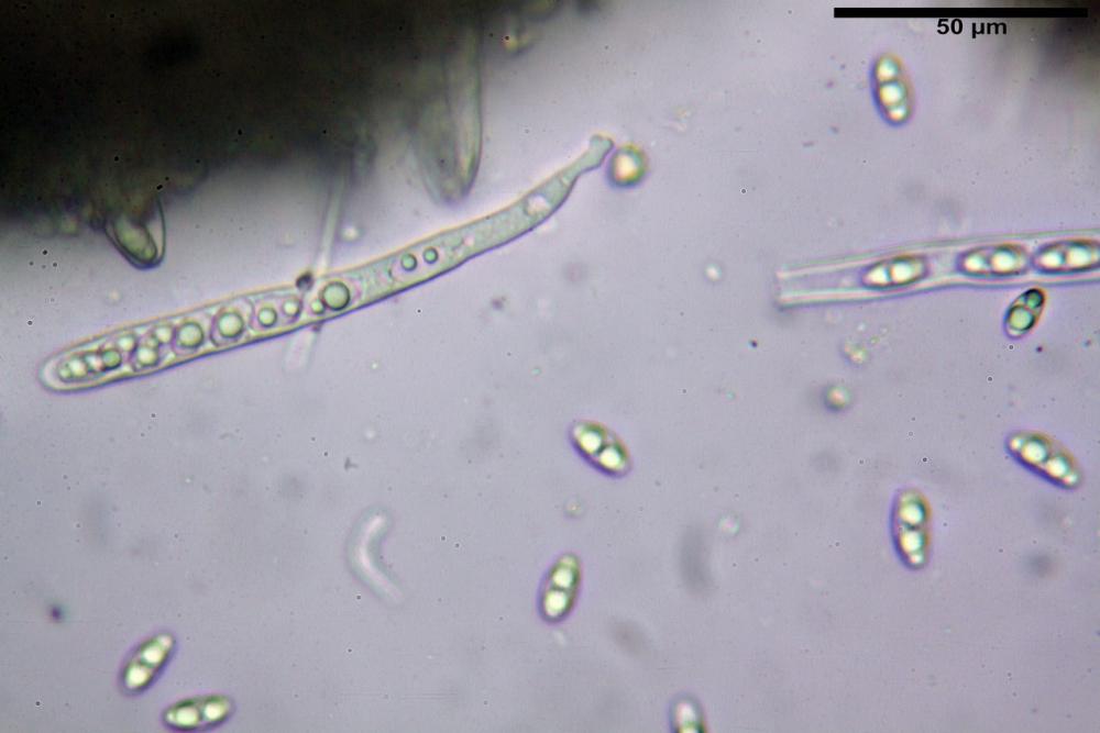 Podophacidium xanthomelum 7945 32_resize.JPG
