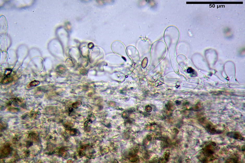 inocybe leucoblema 4846 12.jpg