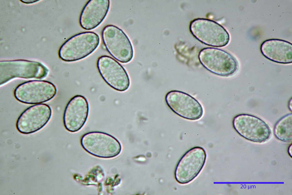 peziza subviolacea 4827 30.jpg