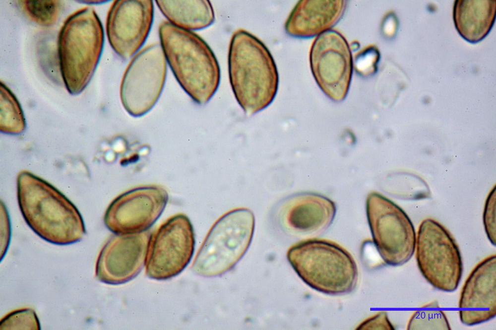 Hebeloma vaccinum 7703 17.JPG