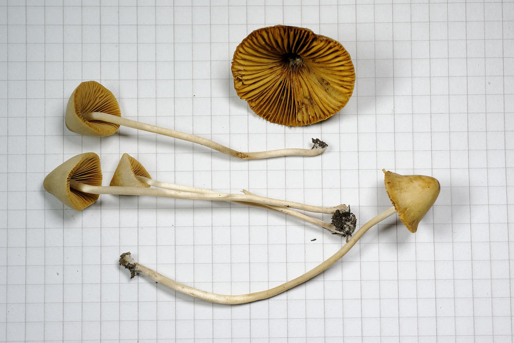 conocybe pseudocrispa 4922 06.jpg