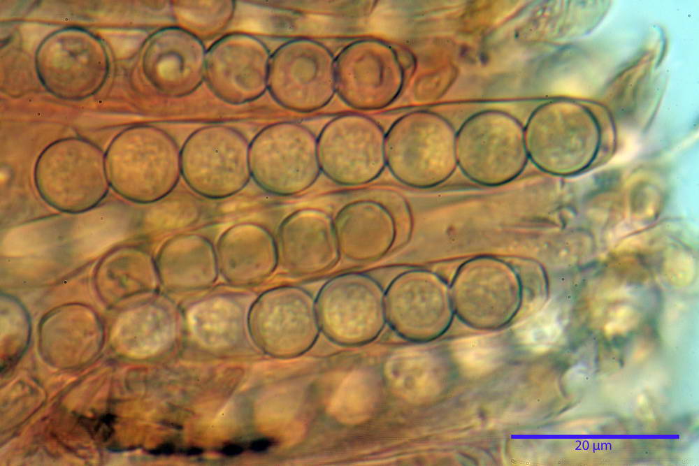 plicaria endocarpoides 5034 53.jpg