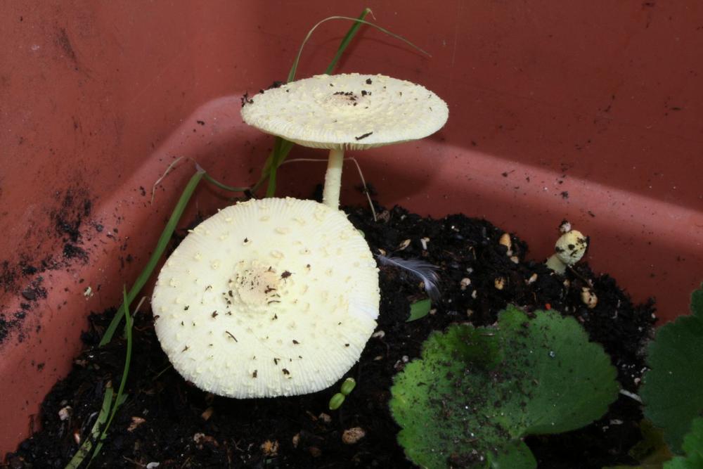 leucocoprinus birnbaumii 5221 01_resize.jpg