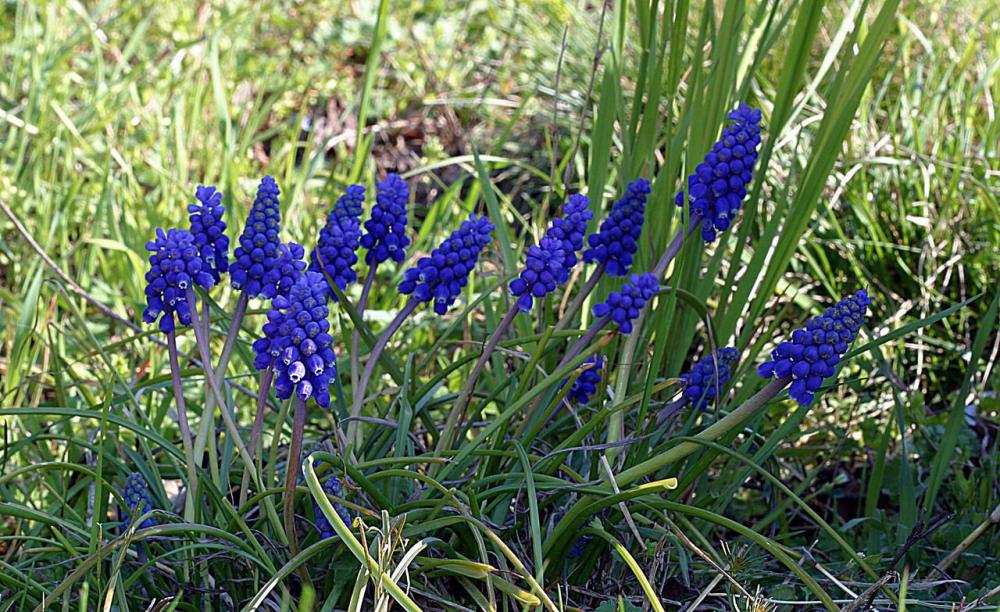 muscari botryoides 1.jpg