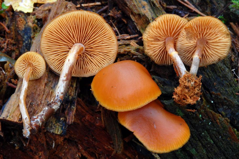 Galerina marginata 6552_1.JPG