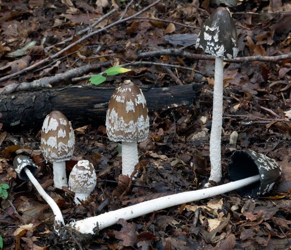 Coprinopsis picacea 6790 39.jpg