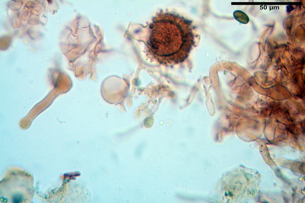 Oedocephalum glomerulosum.JPG